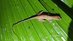 Anolis polylepis