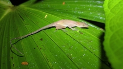 Anolis polylepis
