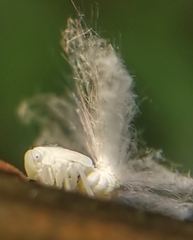 Ricaniidae