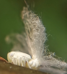 Ricaniidae