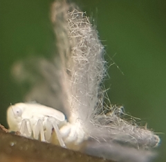 Ricaniidae