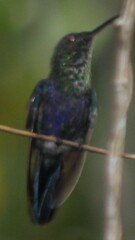 Thalurania furcata