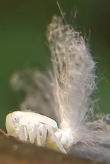 Ricaniidae