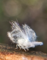 Ricaniidae