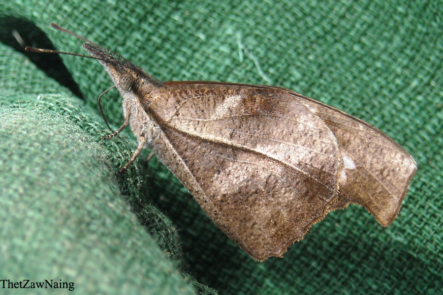 Ochreous Club Beak (Butterflies of Myanmar (Burma)) · iNaturalist