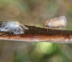 Ricaniidae