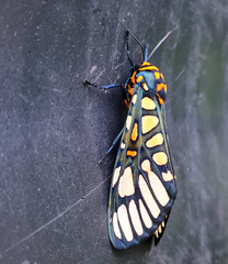 Aglaomorpha plagiata