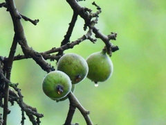 Ficus racemosa