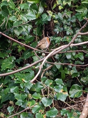 Erithacus rubecula