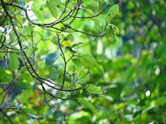 Ficus racemosa
