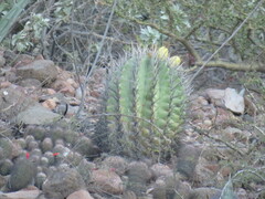 Ferocactus townsendianus