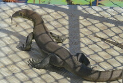 Varanus mertensi