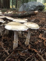 Stropharia