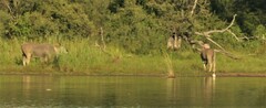Tragelaphus oryx oryx