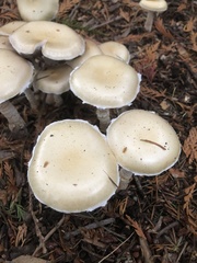 Stropharia