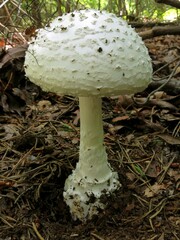 Amanita cokeri
