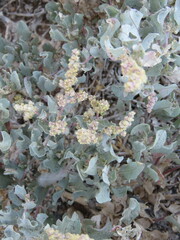 Atriplex barclayana