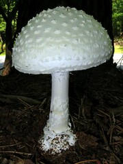 Amanita cokeri