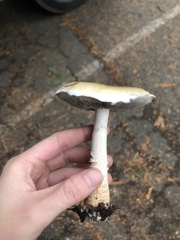 Stropharia