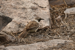Mimus parvulus barringtoni