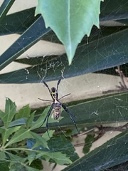 Trichonephila fenestrata