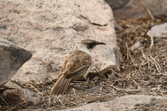 Mimus parvulus barringtoni