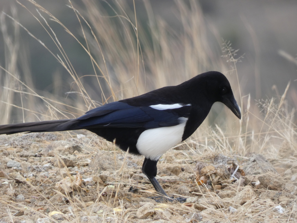Asir Magpie photo