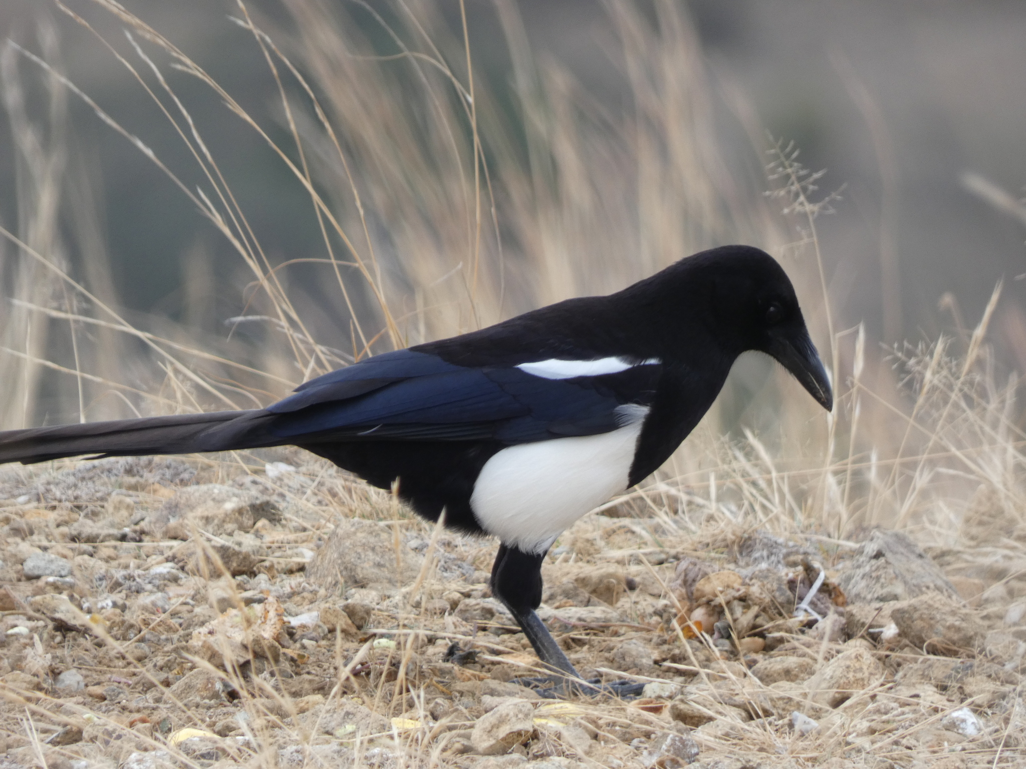 Eurasian Magpie (Pica pica) · iNaturalist