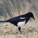 Asir Magpie - Photo (c) mimsa, some rights reserved (CC BY-NC), uploaded by mimsa