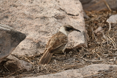 Mimus parvulus barringtoni