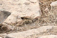 Mimus parvulus barringtoni
