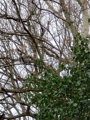 Sciurus carolinensis