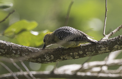 Melanerpes hoffmannii