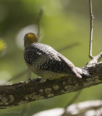Melanerpes hoffmannii