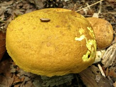 Pseudoboletus parasiticus