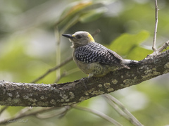 Melanerpes hoffmannii