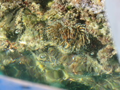 Bunodosoma californica