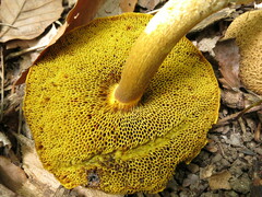 Pseudoboletus parasiticus