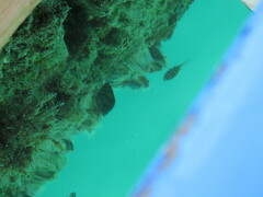 Abudefduf troschelii