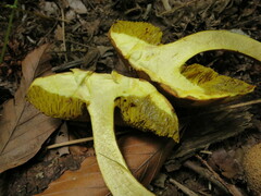 Pseudoboletus parasiticus