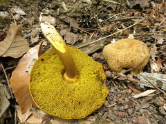Pseudoboletus parasiticus