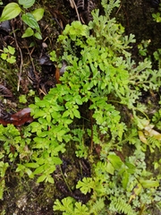 Plantaginaceae