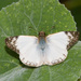 Laviana White-Skipper - Photo (c) greglasley, some rights reserved (CC BY-NC), uploaded by Greg Lasley