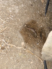 Cnemidophorus arubensis