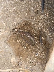 Cnemidophorus arubensis