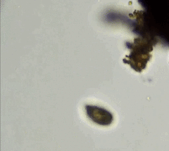 Ciliophora