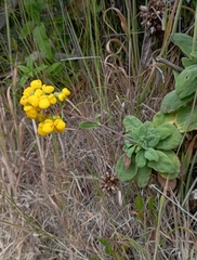 Calceolaria integrifolia