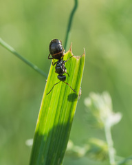 Formica fusca