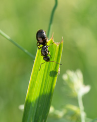 Formica fusca