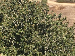 Quercus agrifolia agrifolia